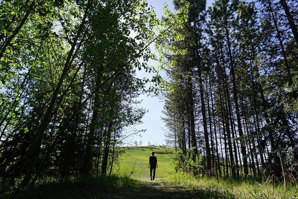 Abies clearing exercise