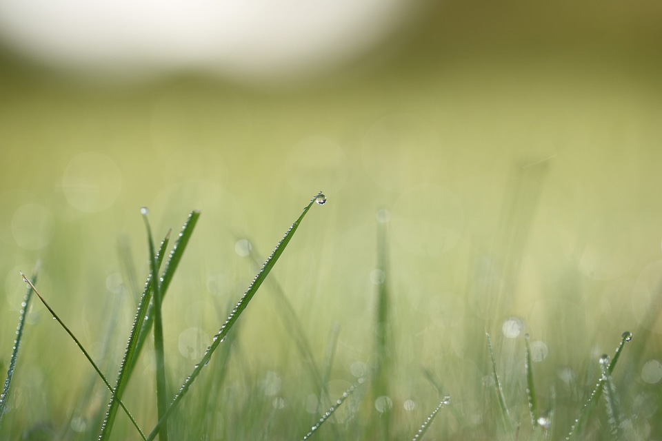 Closeup depth dew photo