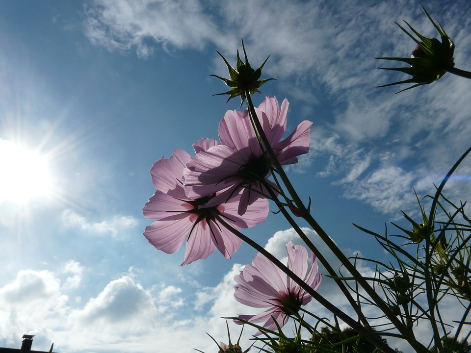 Light pink translucent sky
