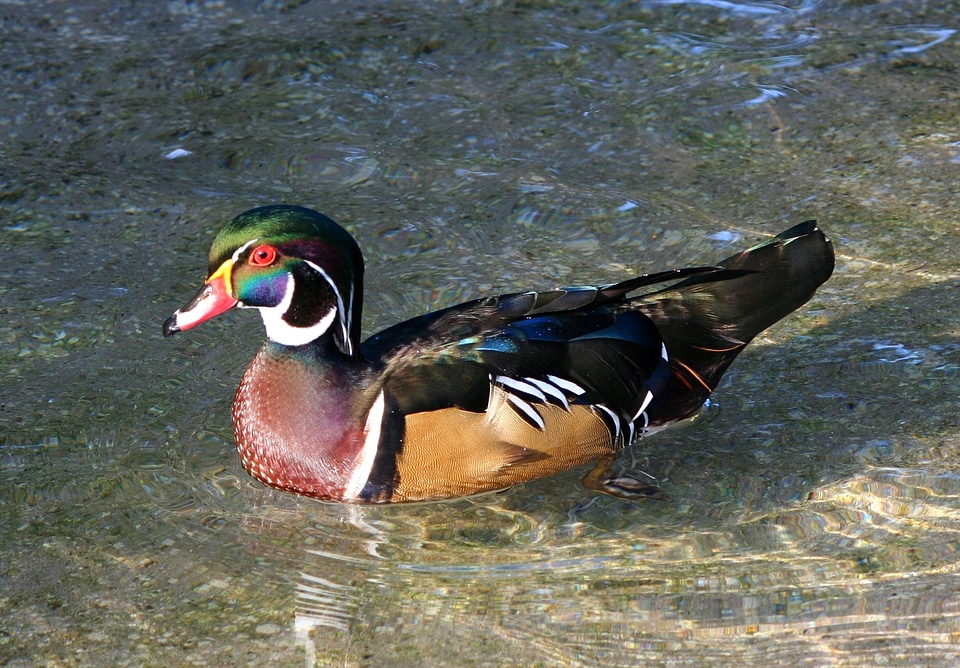 Swimming wildlife drake