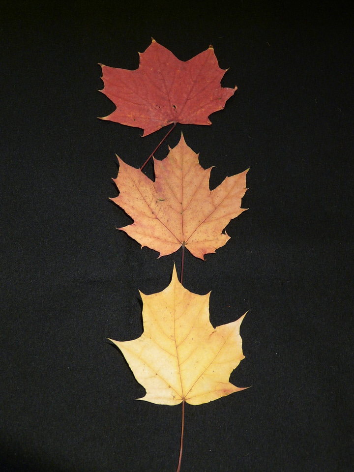 Color levels maple tinker