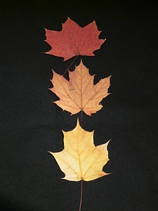 Color levels maple tinker