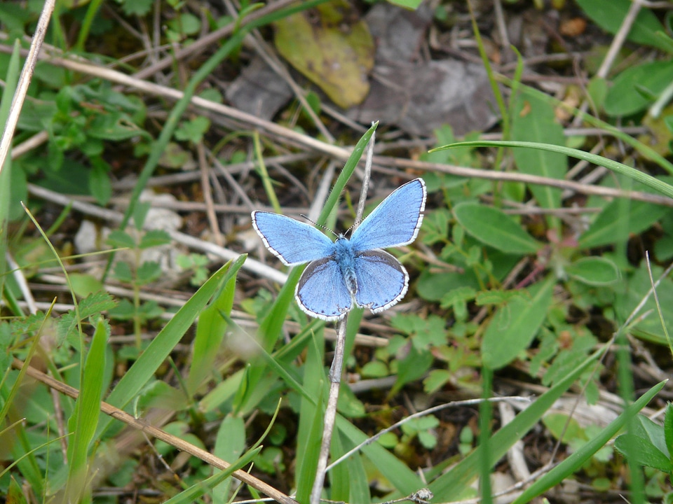 Restharrow's blue common bläuling blue