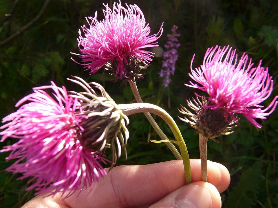 Wild flower plant summer