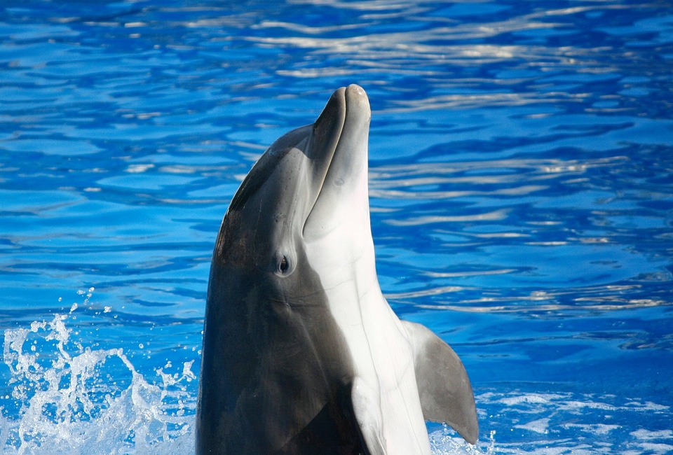 Marine sea bottlenose