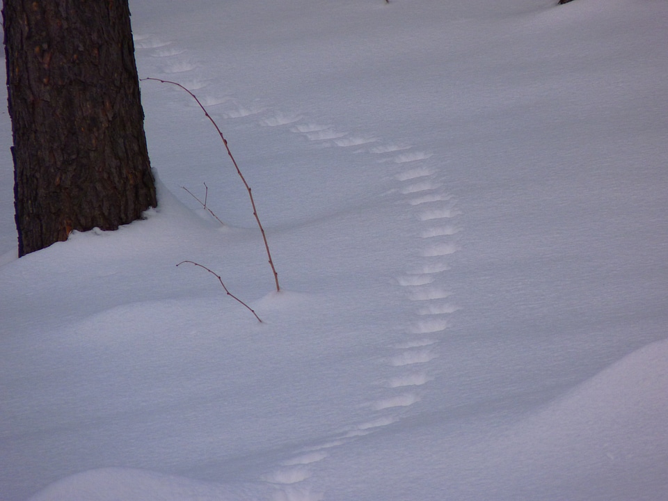 Roe deer trace wintry