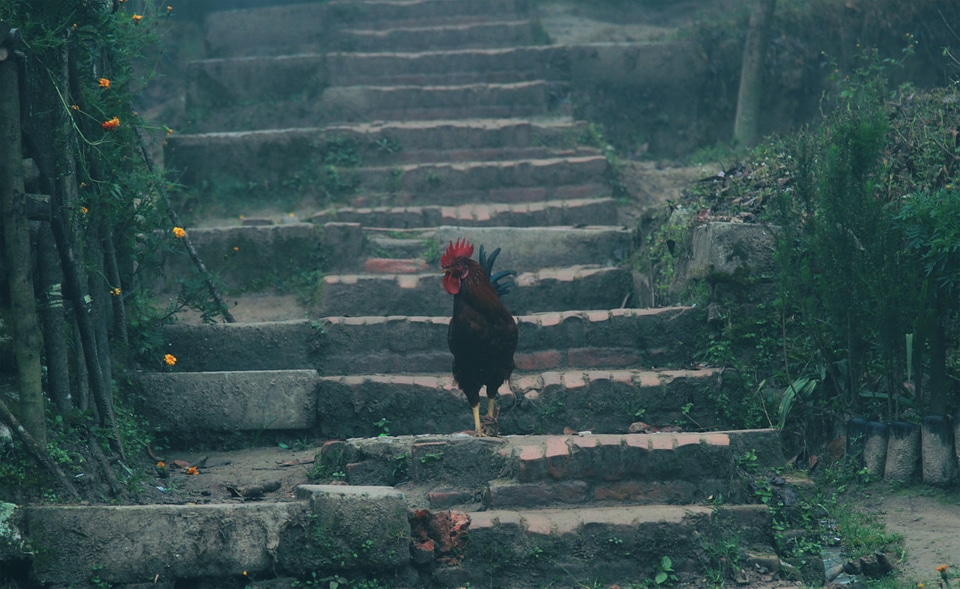 82 Nepal