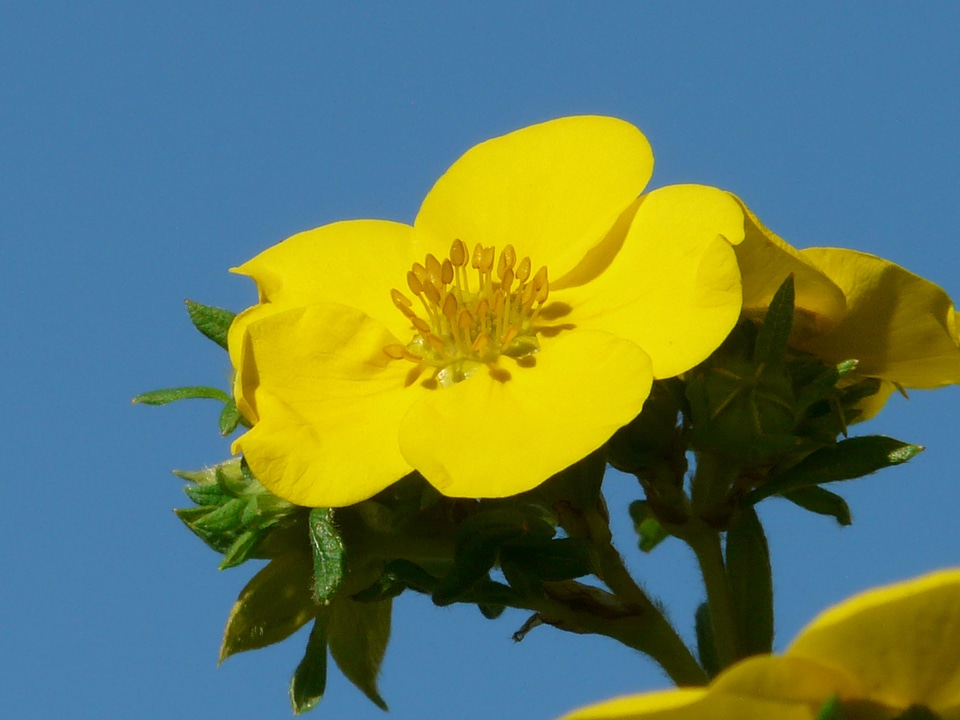 Macro finger shrub bush