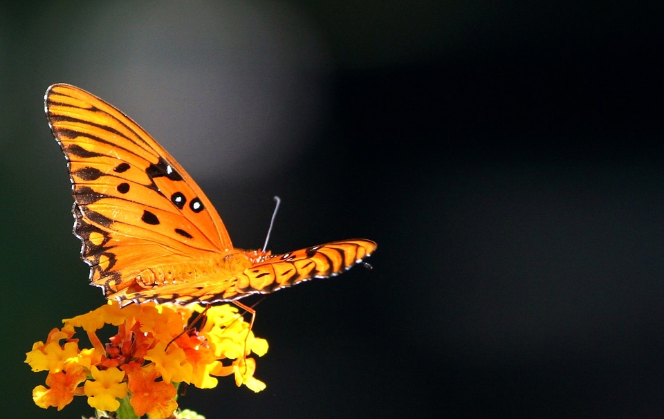 Flying passion delicate