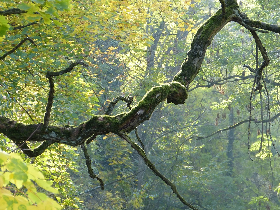 Bemoost gnarled autumn photo