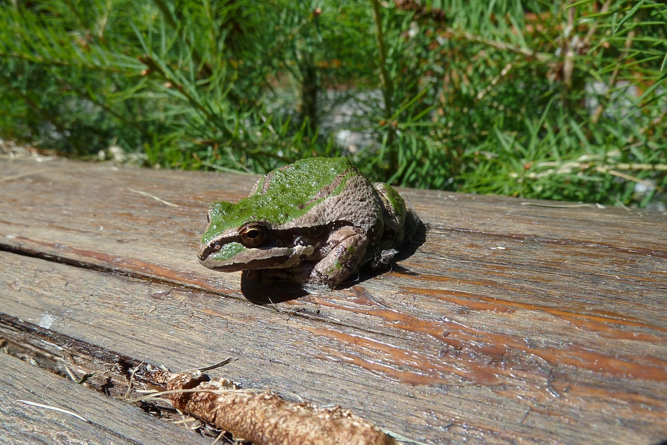 Creature animal nature