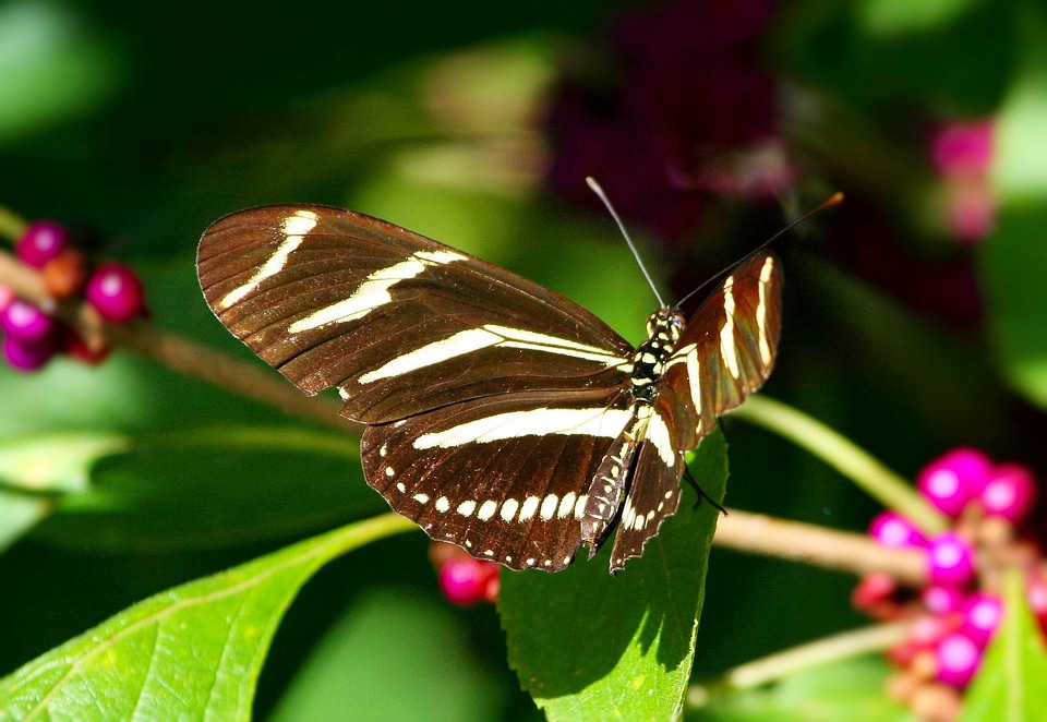 Flying bug black wings