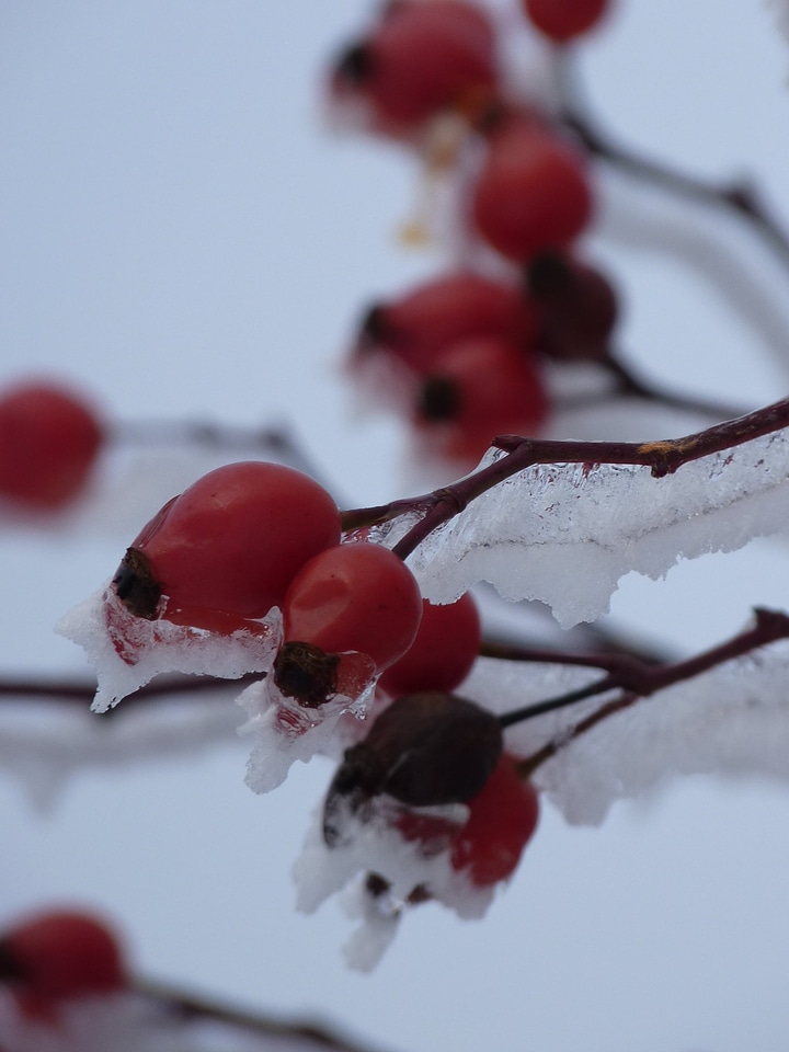 Bush red ice photo