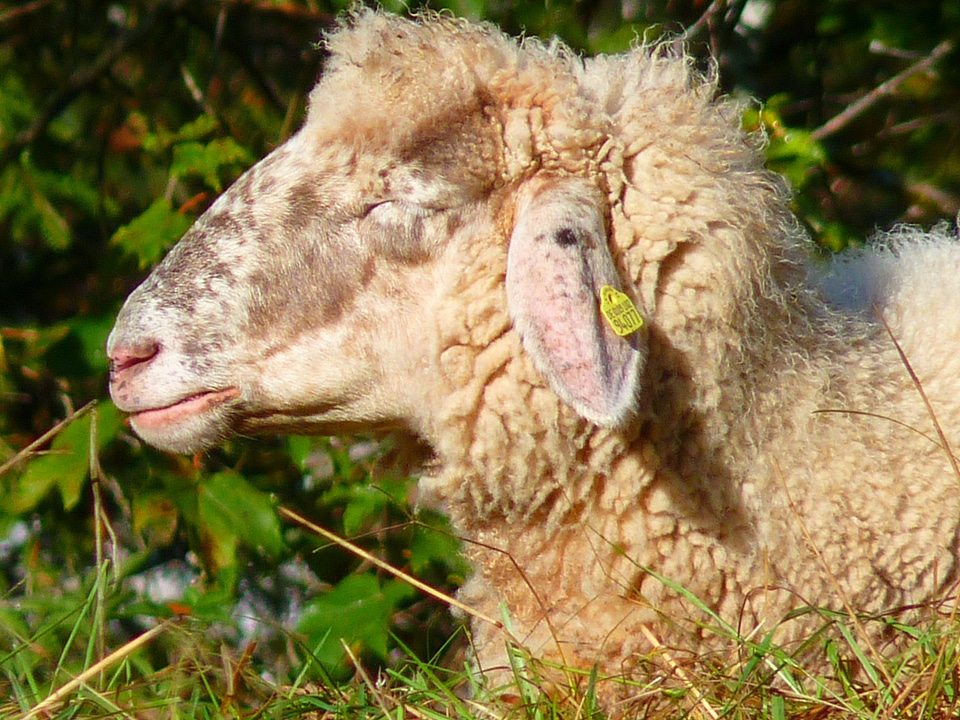 Soft wool animal