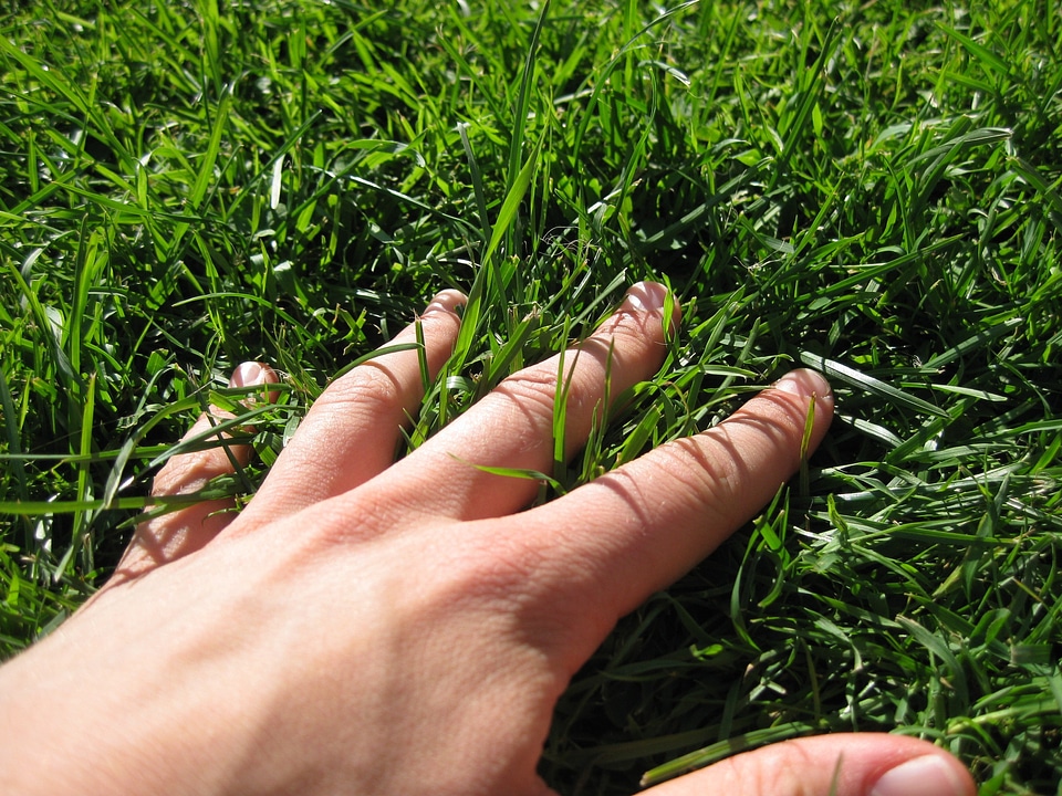 Finger meadow green