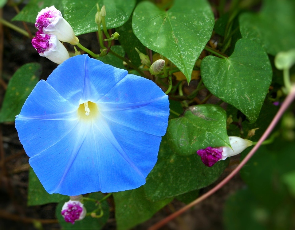 Vine heavenly blue bloom