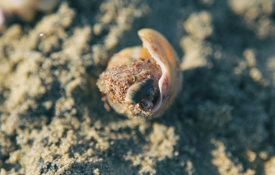 1 Small weird creature in fujairah
