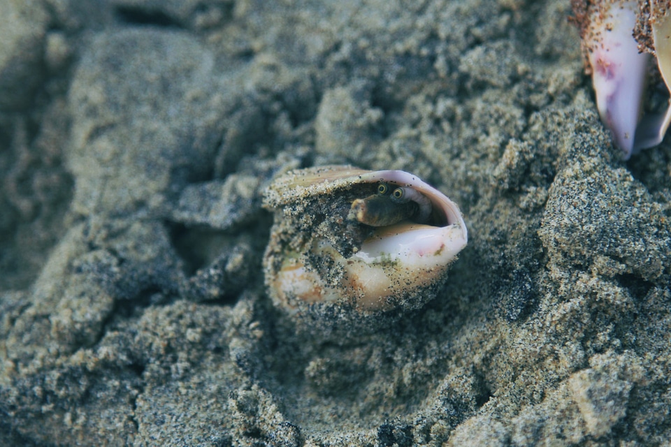 2 Small weird creature in fujairah