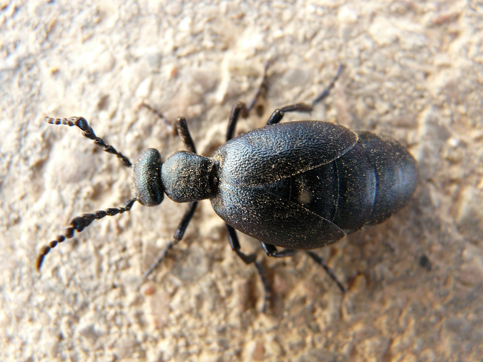Beetle insect animal