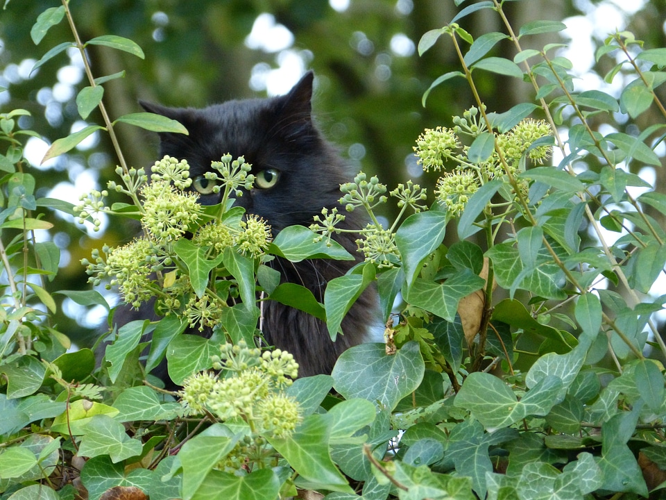Mammal leaves eyes