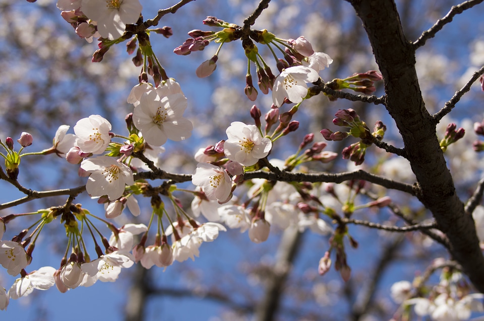 3 Cherry tree photo