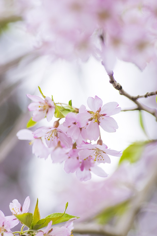 2 Cherry tree