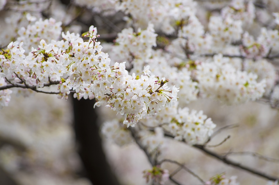 38 Cherry tree