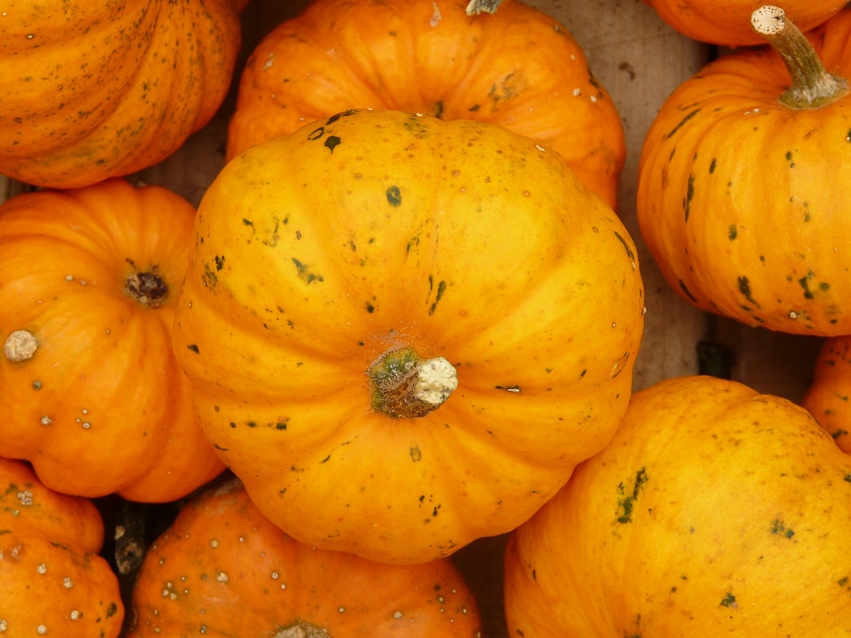 Orange mini pumpkin ribbed