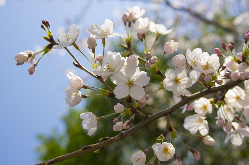 72 Cherry tree