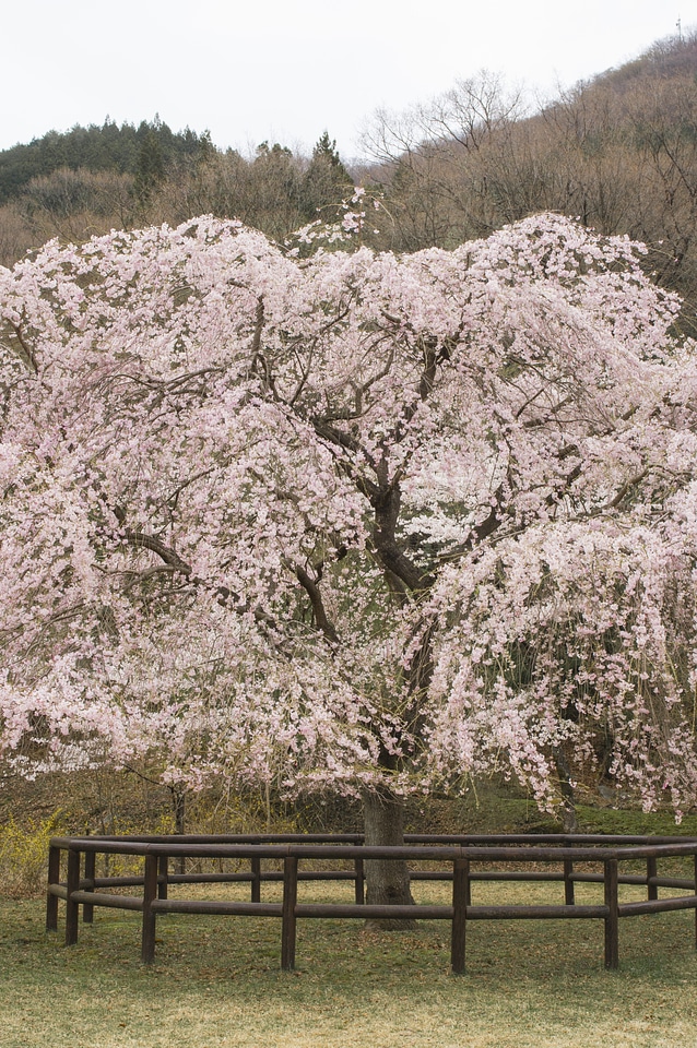 80 Cherry tree