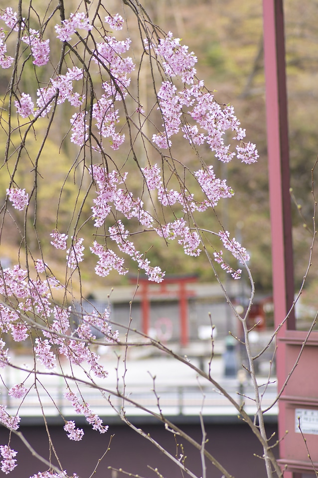 89 Cherry tree