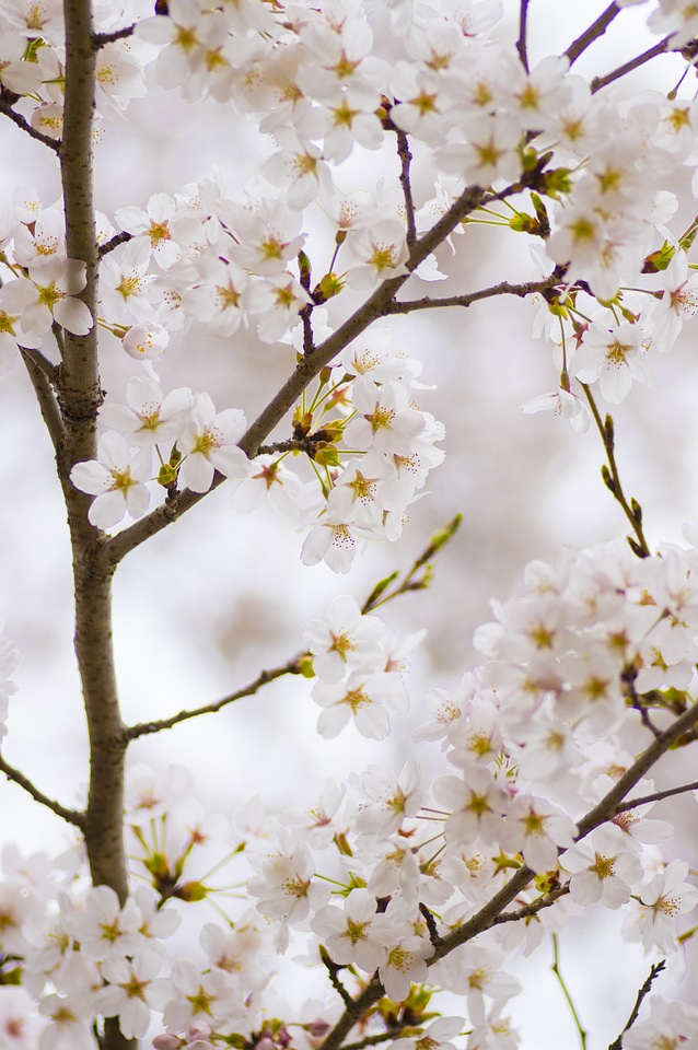 93 Cherry tree