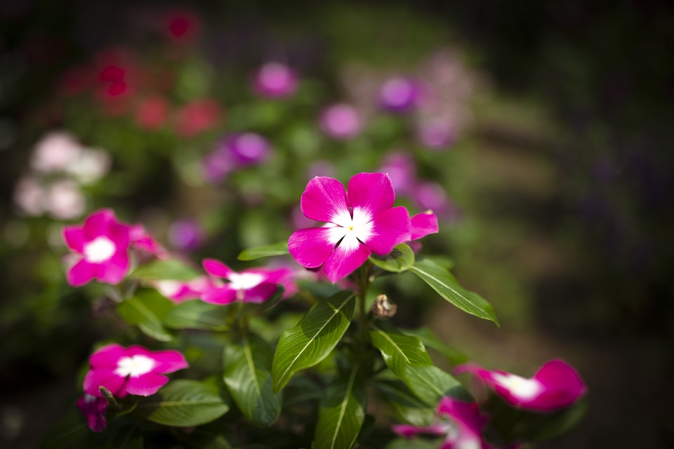 1 Flower