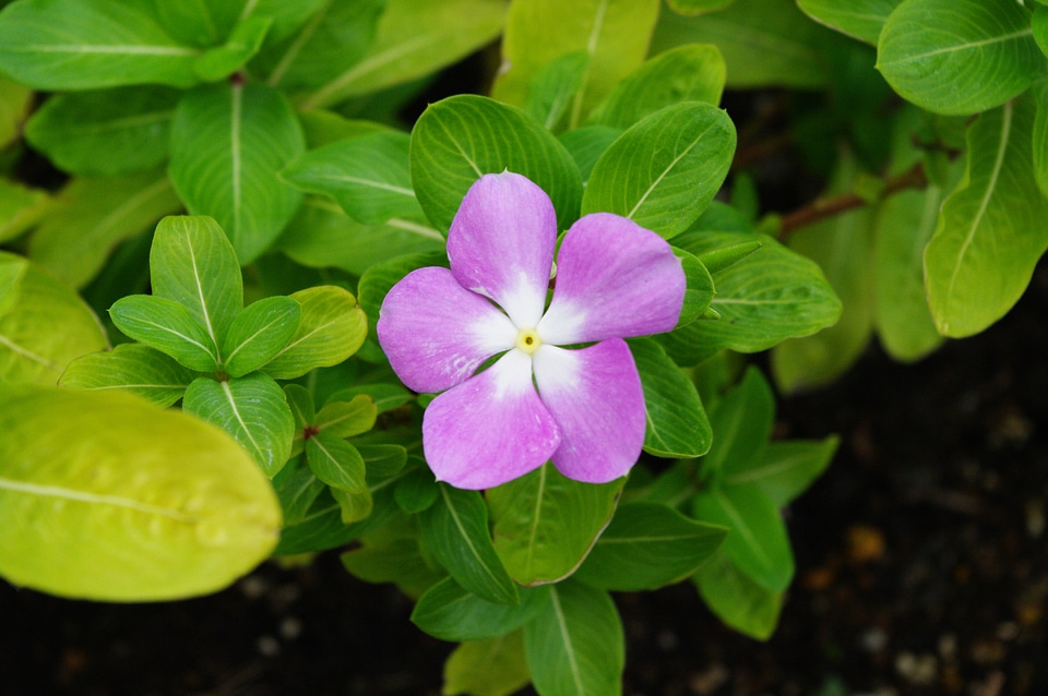 3 Flower