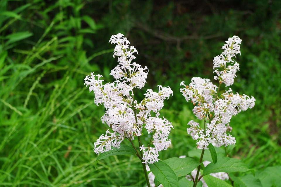11 Flower