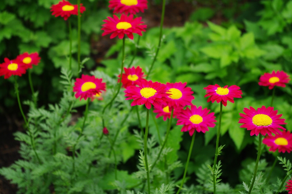 19 Flower