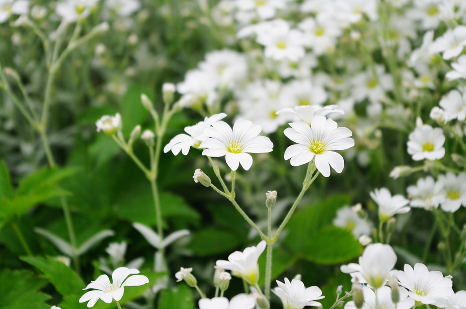 21 Flower