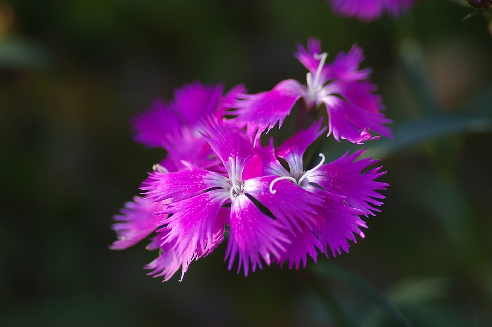 29 Flower