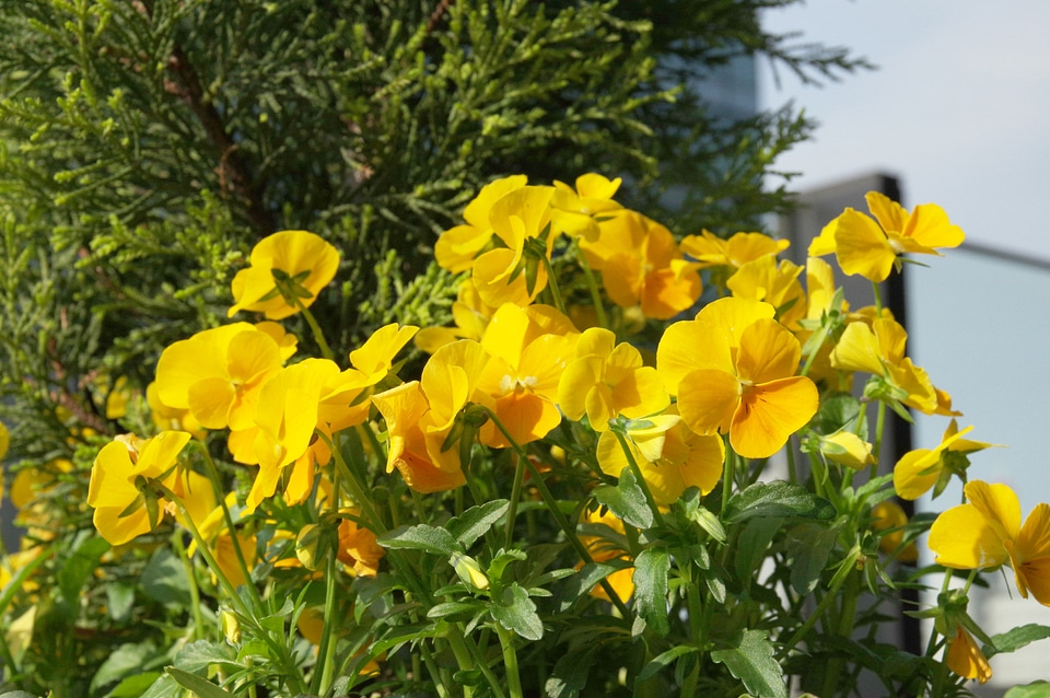 32 Flower