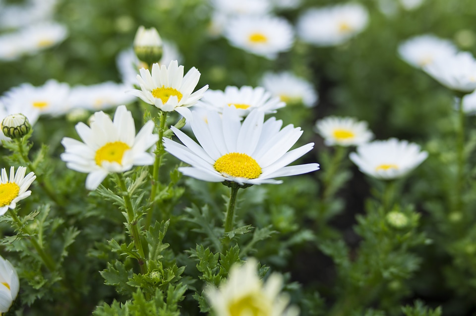 46 Flower