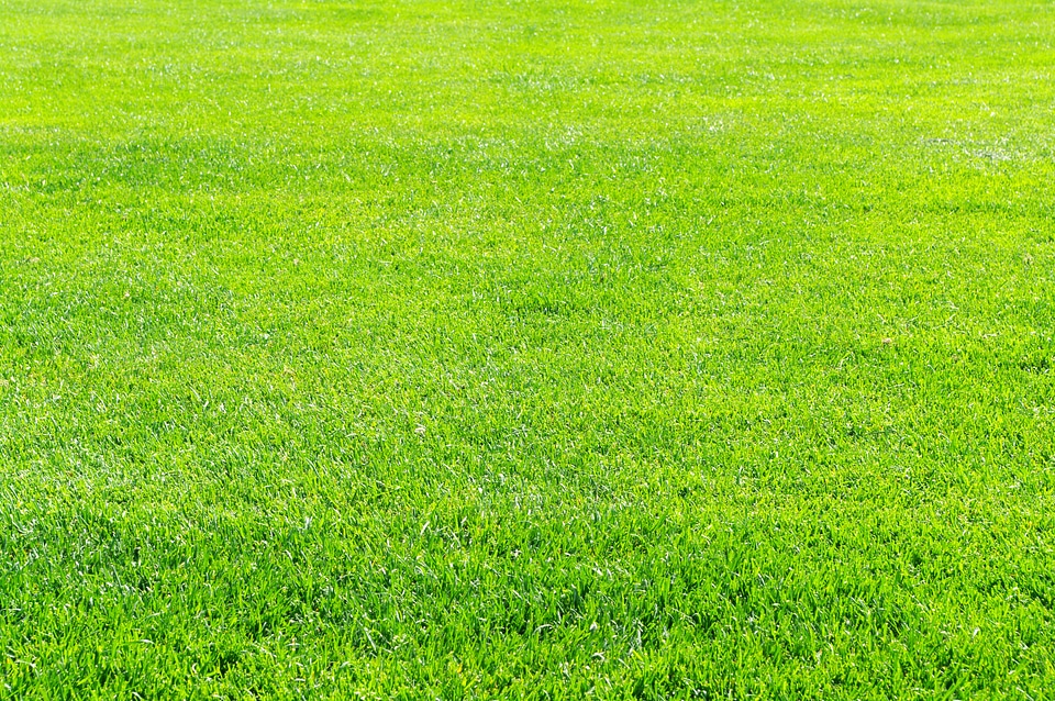 2 Grass