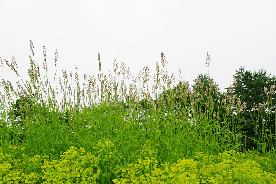 5 Grass