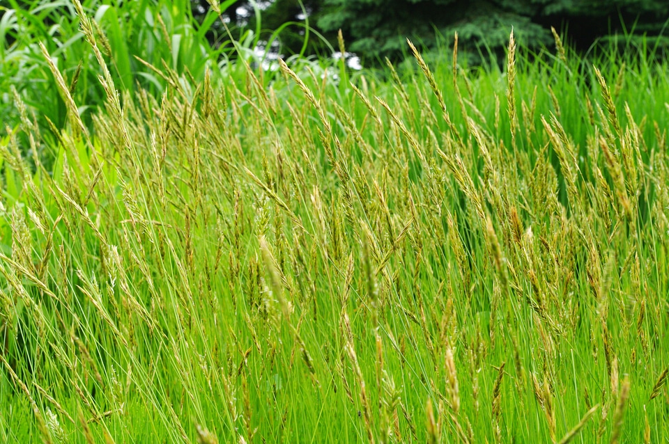 3 Grass