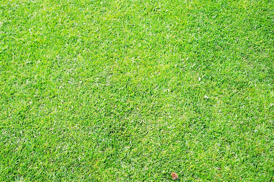 1 Grass
