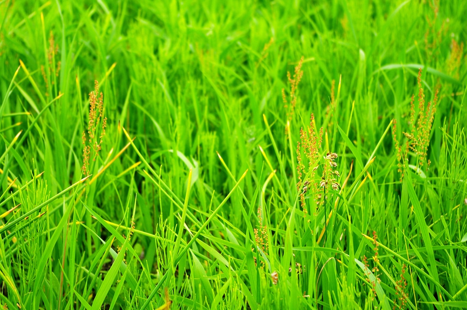 4 Grass