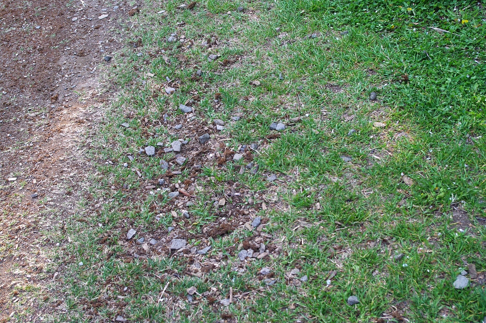 9 Grass