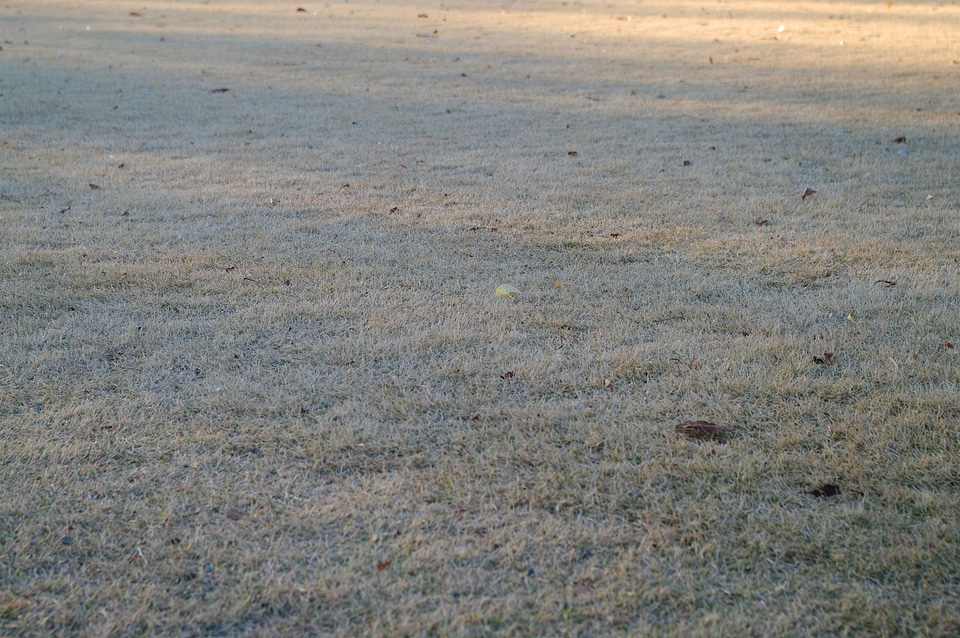 11 Grass