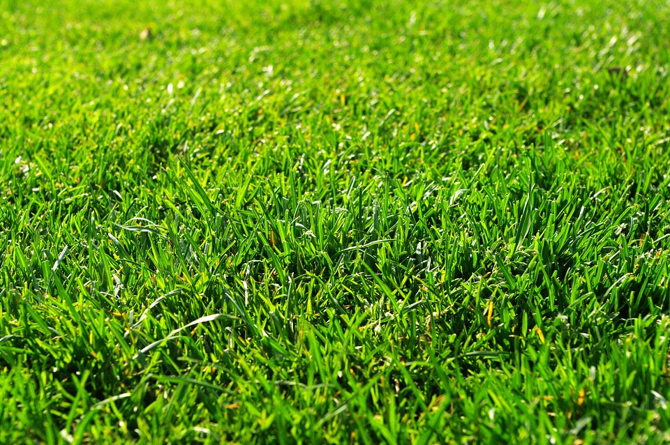 13 Grass