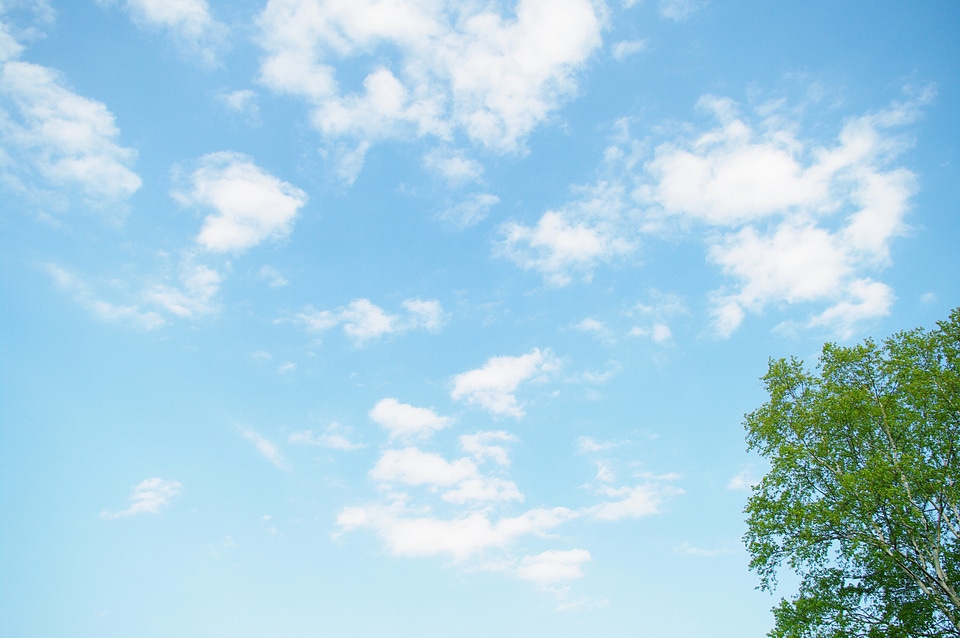 Sky and tree