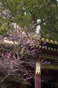 1 Nikko Futarasan Shrine